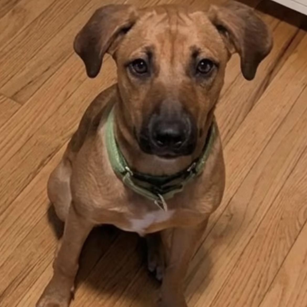 Ivy, ADOPTABLE, Puppy Female Treeing Walker Coonhound & Labrador Retriever.