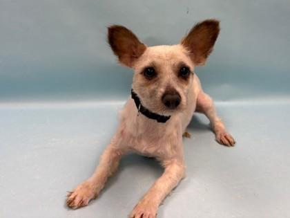 Enlarge Barry, a Adoptable Silky Terrier in Coon Rapids, MN image 1/1