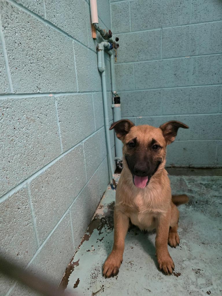 Jaws, Adoptable, Puppy Male Mixed Breed.