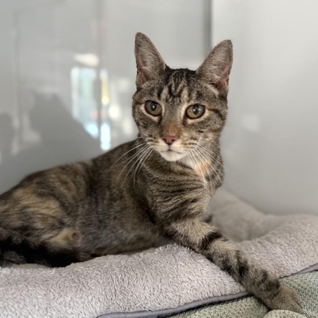 Willow, Adoptable, Senior Female Domestic Short Hair.