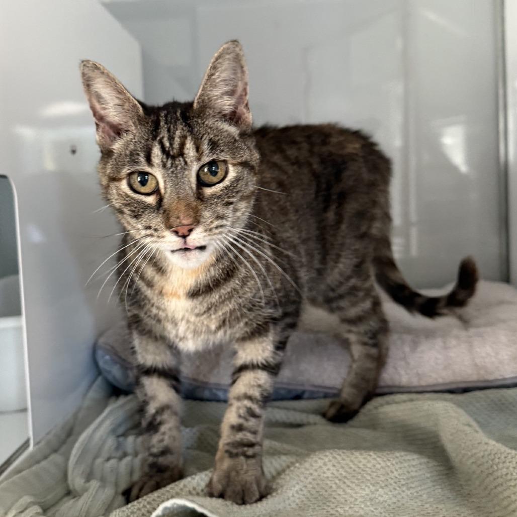 Enlarge Willow, a Adoptable Domestic Short Hair in Ridgely, MD image 2/3