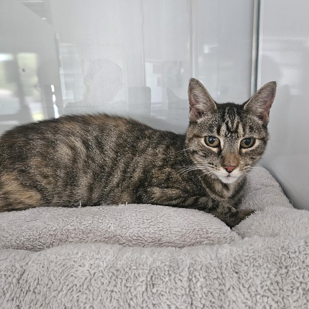 Enlarge Willow, a Adoptable Domestic Short Hair in Ridgely, MD image 3/3