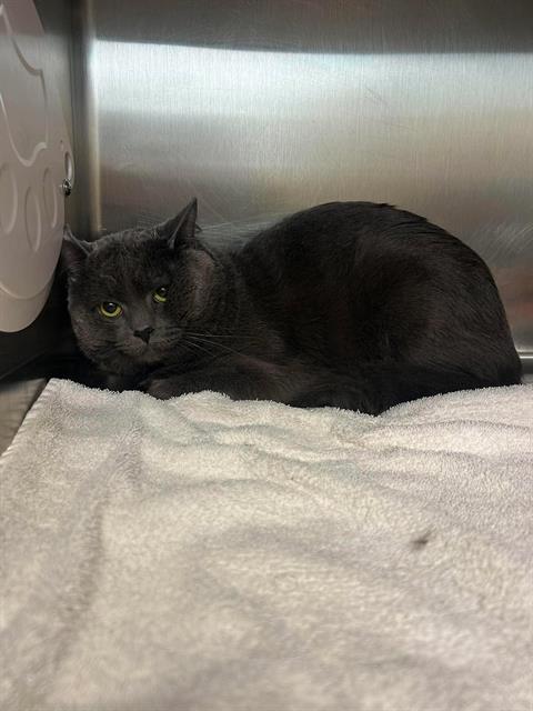 Enlarge SAMUEL, a Adoptable Domestic Short Hair in London, ON image 1/1