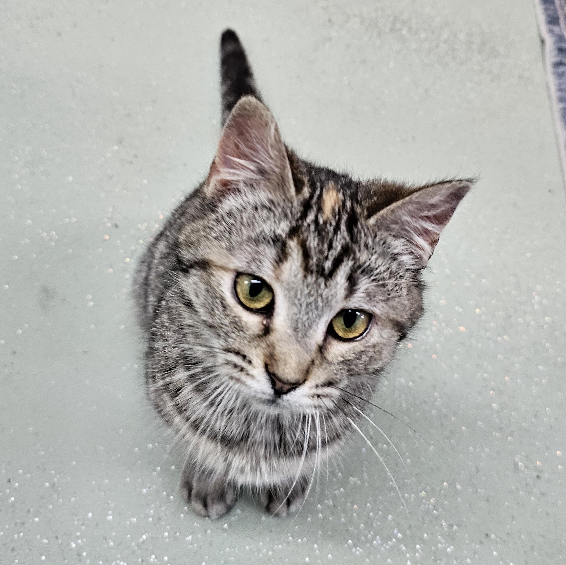 Enlarge Olive, a ADOPTABLE Domestic Short Hair in Toledo, OH image 1/3