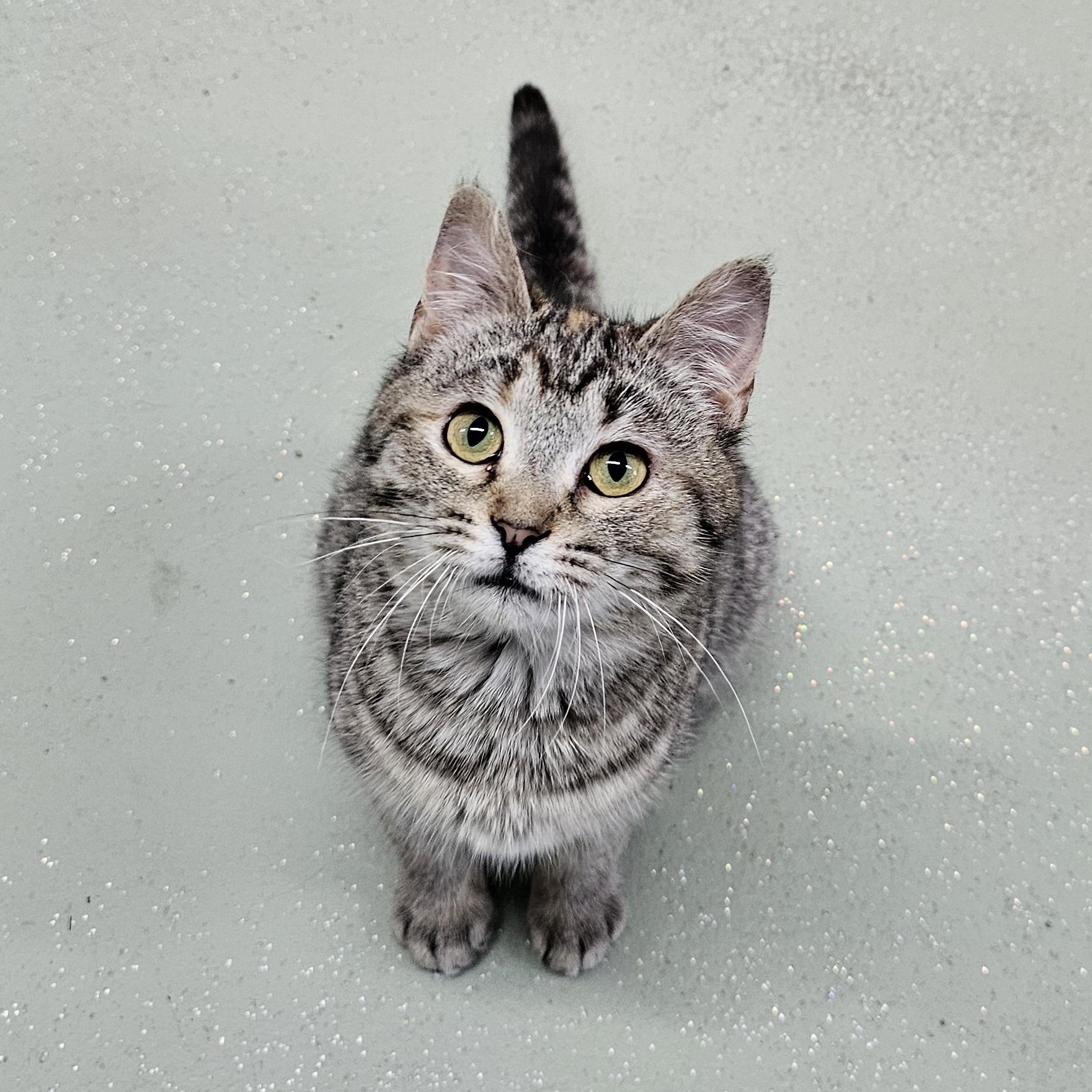 Enlarge Olive, a ADOPTABLE Domestic Short Hair in Toledo, OH image 2/3