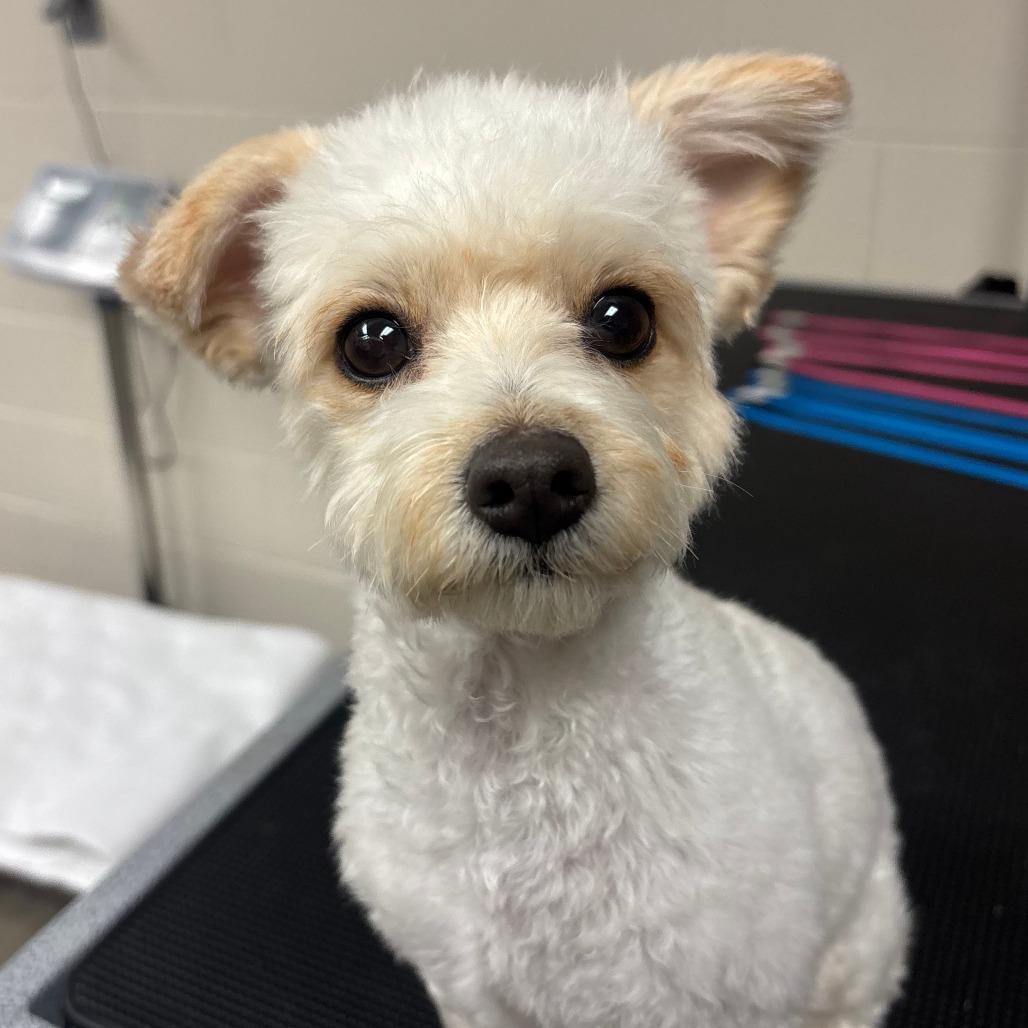 Enlarge Ginger, a Adoptable mixed breed in Manhattan, KS image 1/4