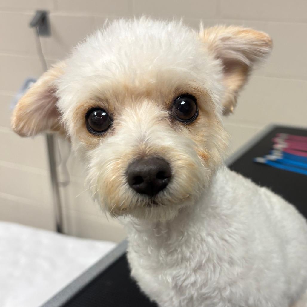 Enlarge Ginger, a Adoptable mixed breed in Manhattan, KS image 2/4