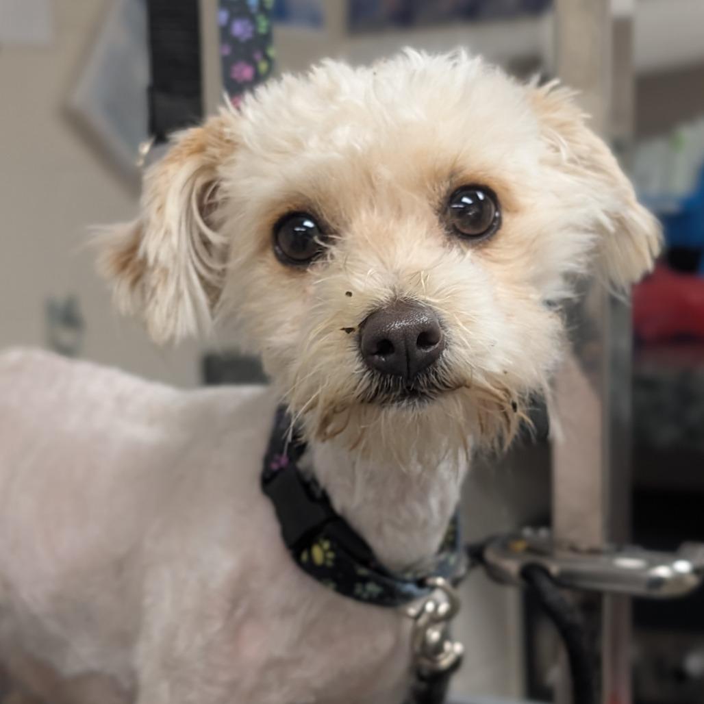 Enlarge Ginger, a Adoptable mixed breed in Manhattan, KS image 4/4