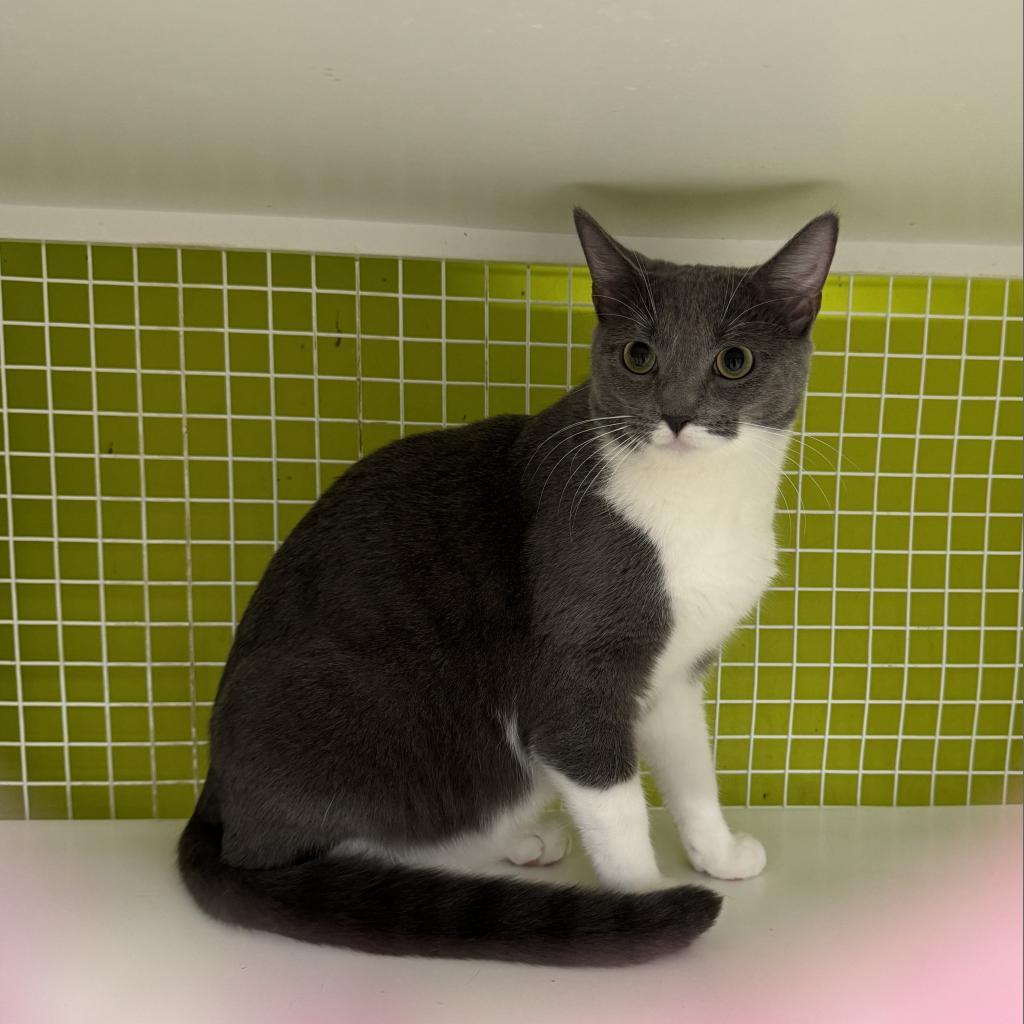 Cassie, a Adoptable Domestic Short Hair in Pasadena , MD image 1/6