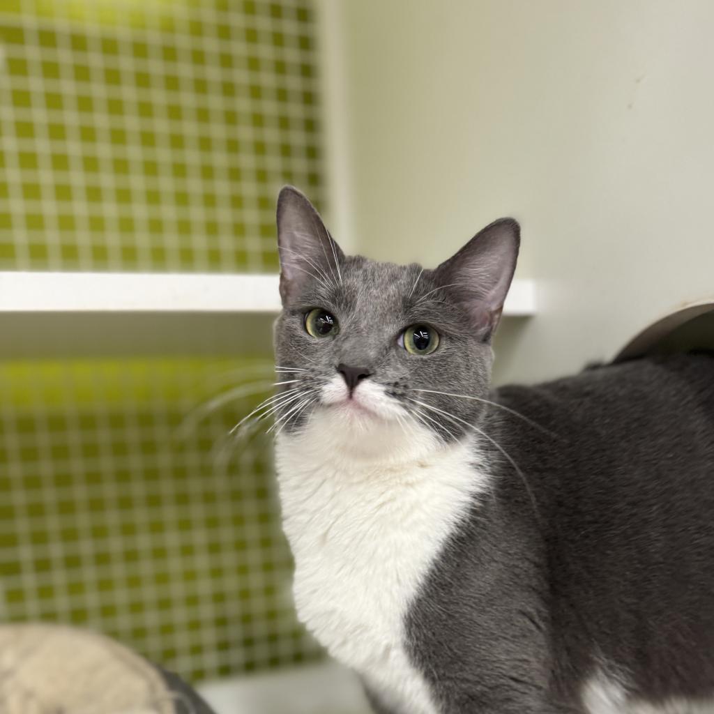 Cassie, a Adoptable Domestic Short Hair in Pasadena , MD image 2/6