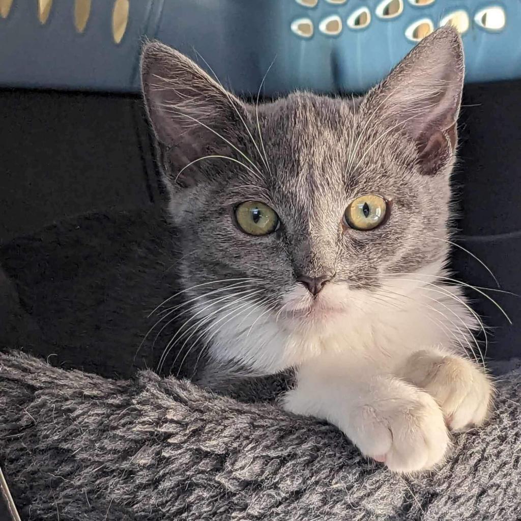 Cassie, a Adoptable Domestic Short Hair in Pasadena , MD image 4/6