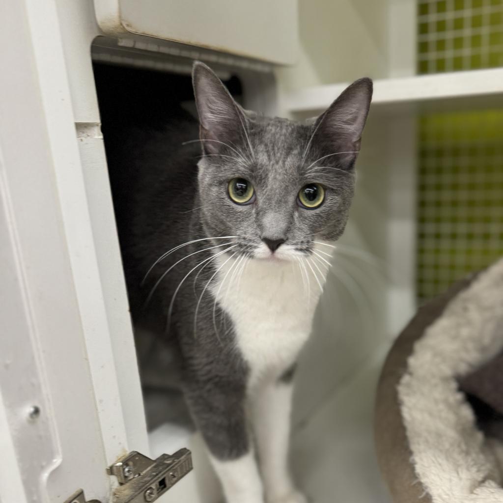 Enlarge Cassie, a Adoptable Domestic Short Hair in Pasadena , MD image 3/6