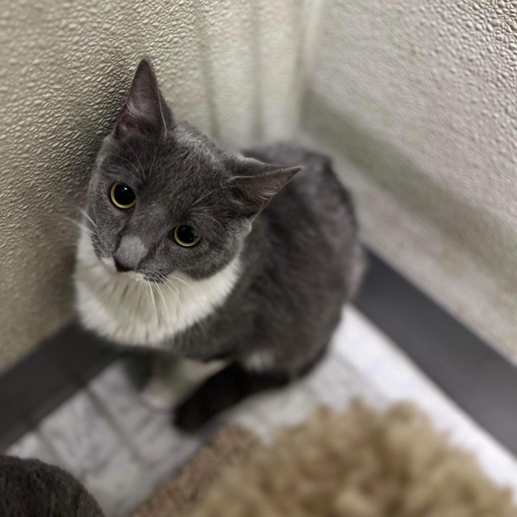 Enlarge Cassie, a Adoptable Domestic Short Hair in Pasadena , MD image 5/6