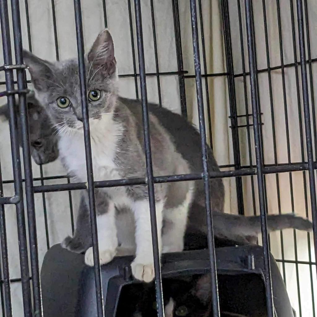 Cassie, a Adoptable Domestic Short Hair in Pasadena , MD image 5/6