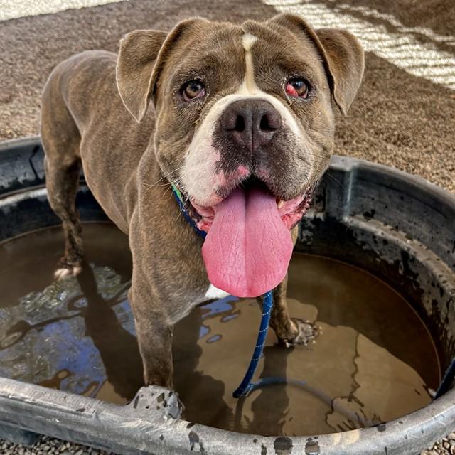 HUCKLEBERRY, Adoptable, Young Male Pit Bull Terrier & Mixed Breed.