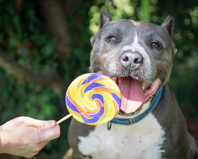 RONAN, Adoptable, Adult Male Staffordshire Bull Terrier.