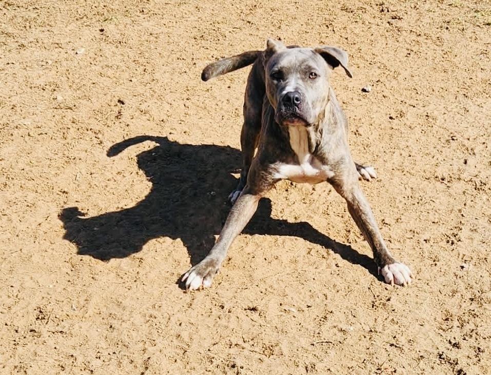 Enlarge Saudi, a Adoptable mixed breed in San Antonio, TX image 1/4