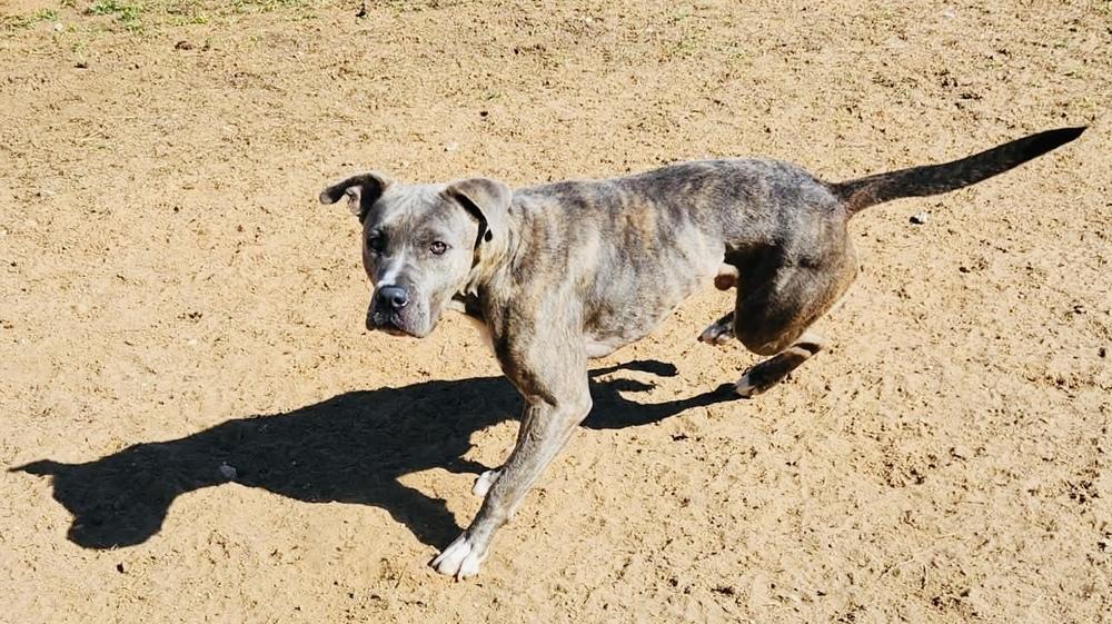 Enlarge Saudi, a Adoptable mixed breed in San Antonio, TX image 2/4