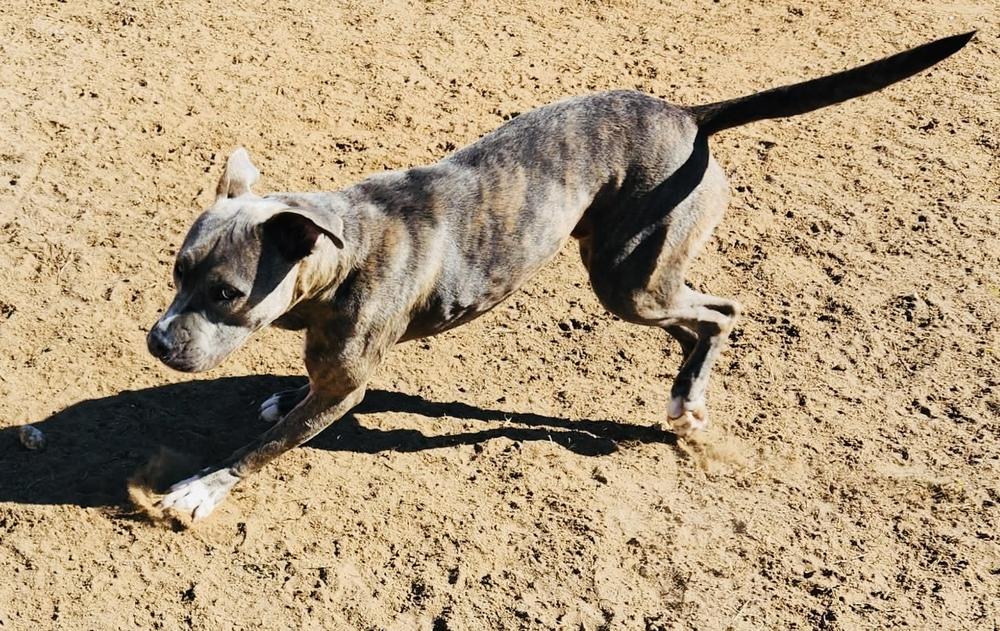 Saudi, Adoptable, Adult Male Cane Corso & American Bully.