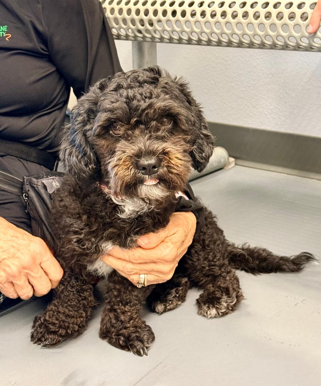 Enlarge Oliver, a Adopted Maltipoo in Winter Haven, FL image 2/2