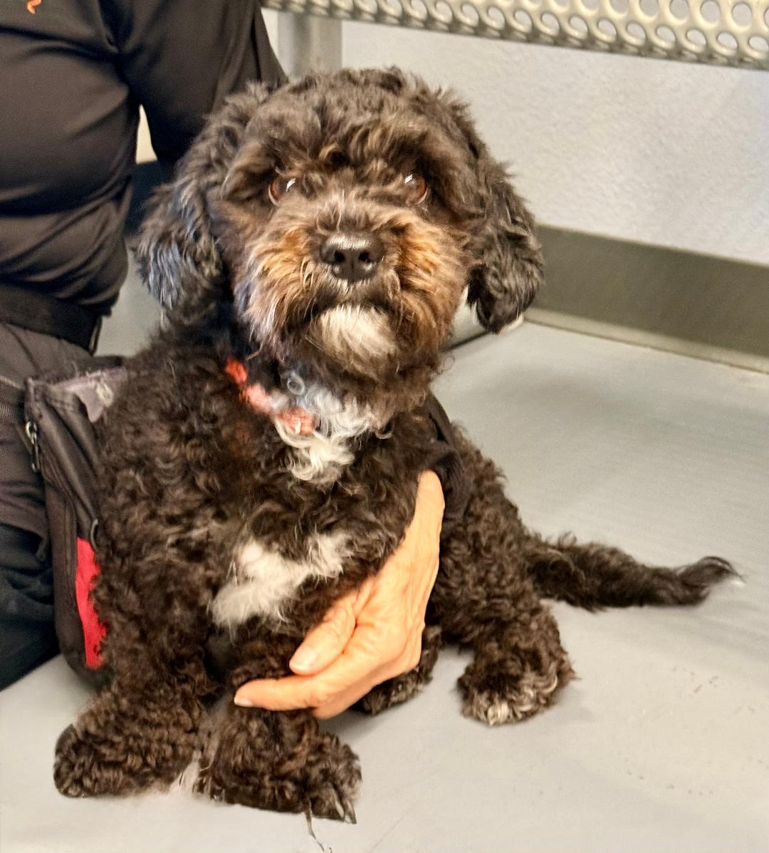 Oliver, Adopted, Adult Male Maltipoo.