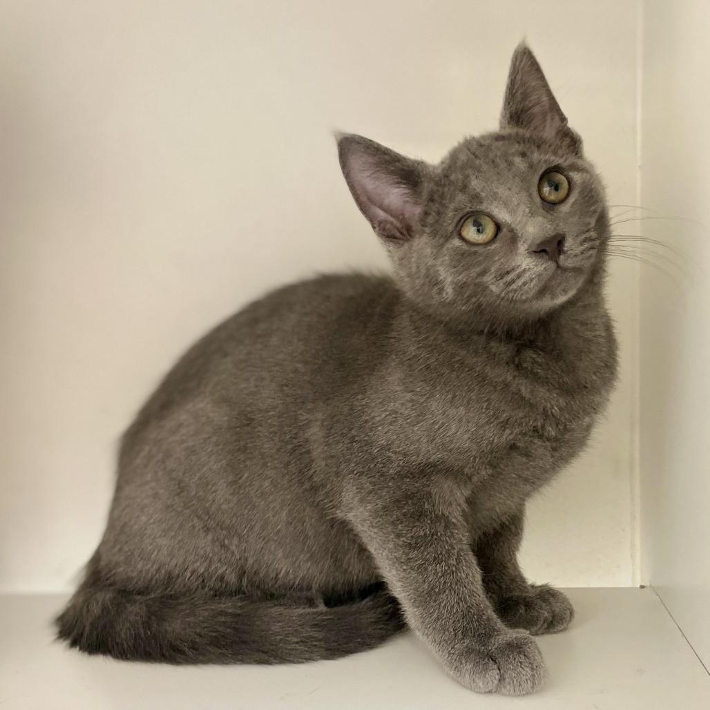 Enlarge McNugget, a Adoptable Domestic Short Hair in Champaign, IL image 1/1