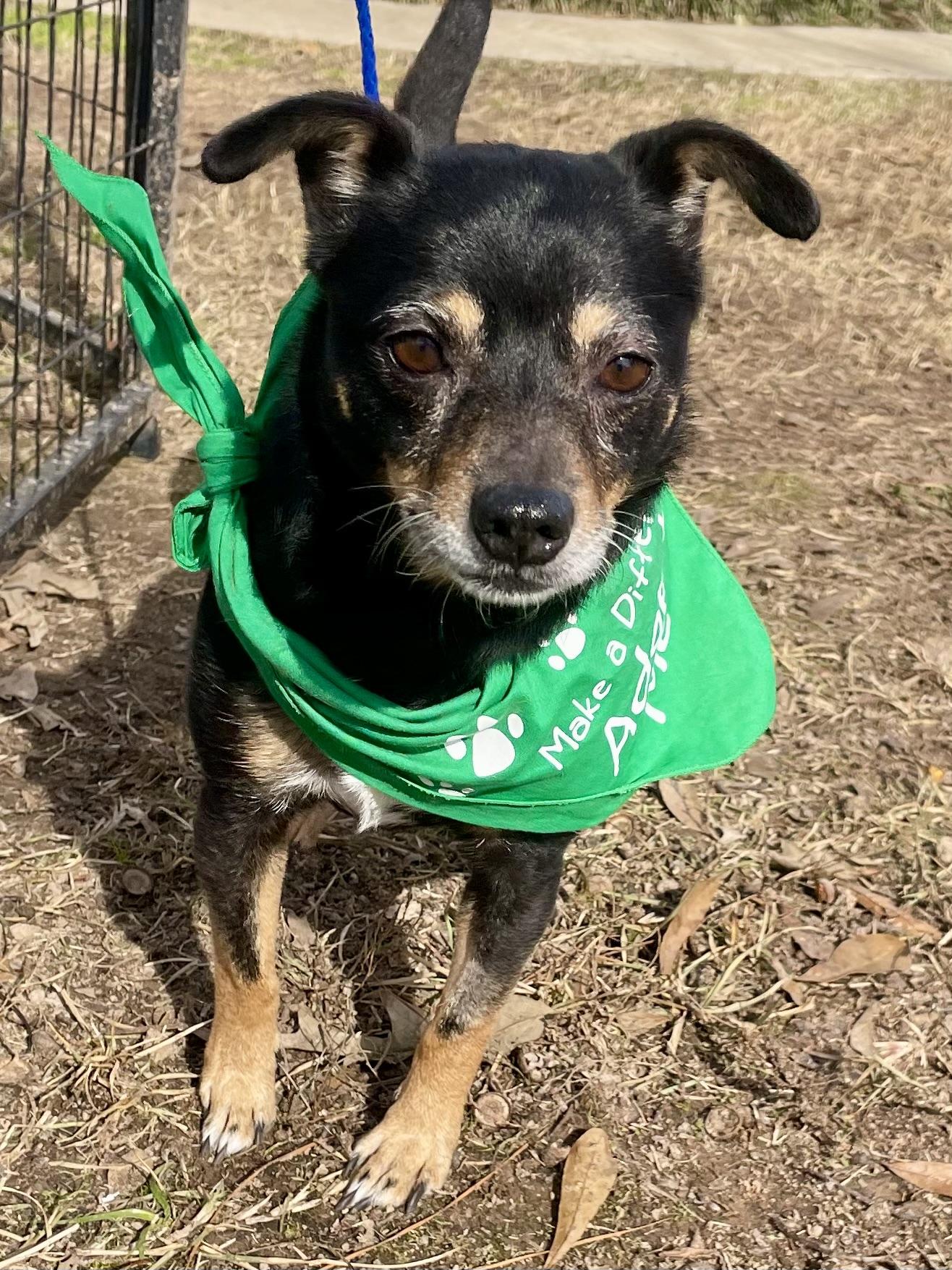 Florence in Texarkana TX, a Adoptable mixed breed in Texarkana, TX image 2/6