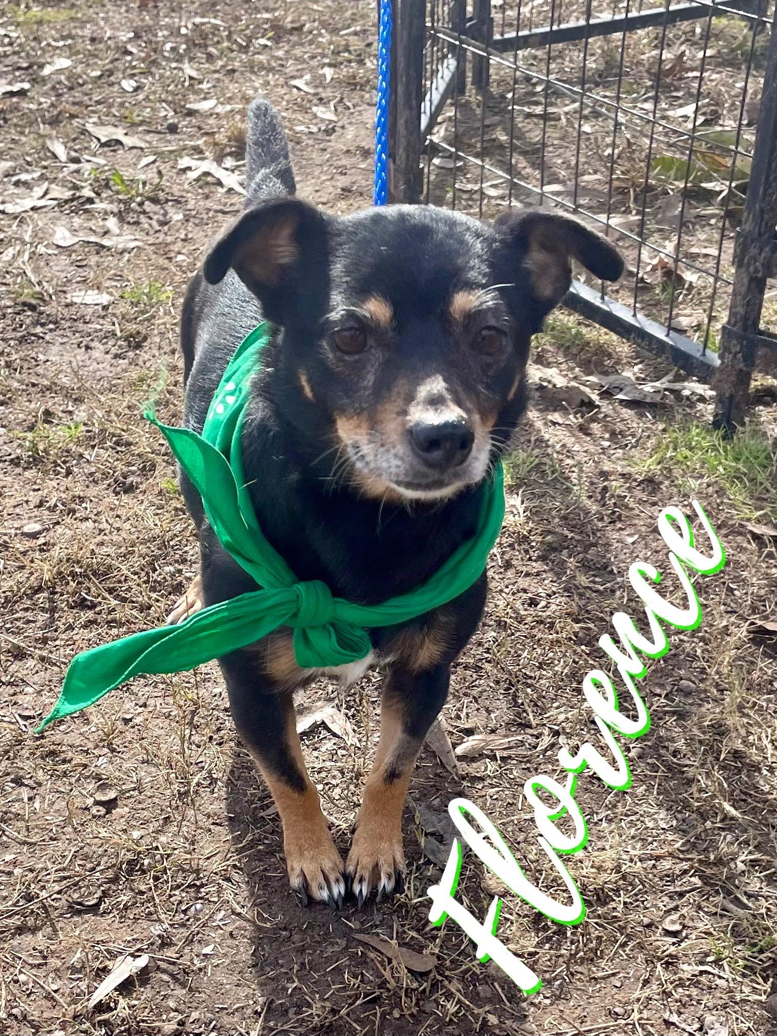Florence in Texarkana TX, Adoptable, Senior Female Miniature Pinscher.