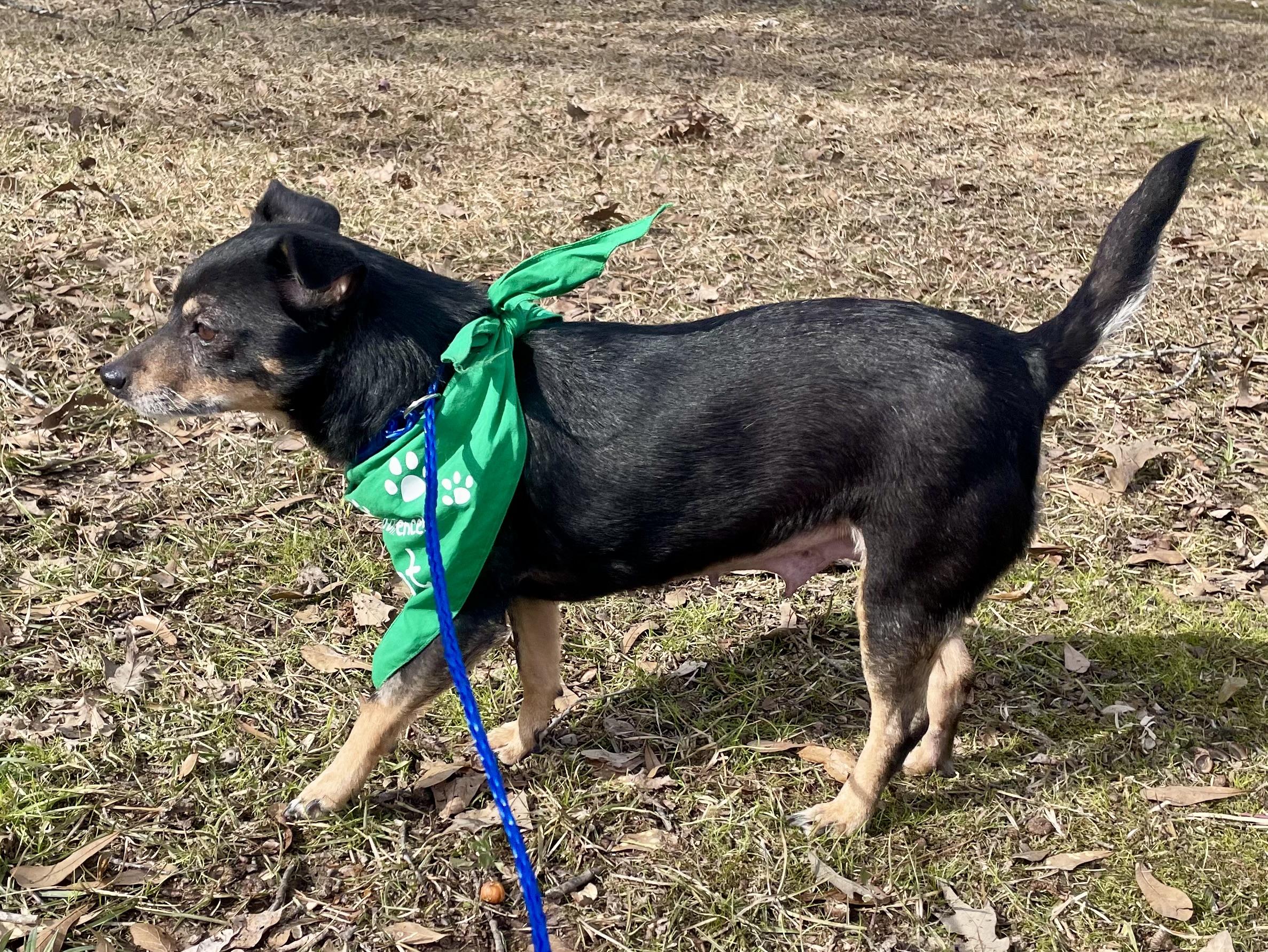 Florence in Texarkana TX, a Adoptable mixed breed in Texarkana, TX image 3/6