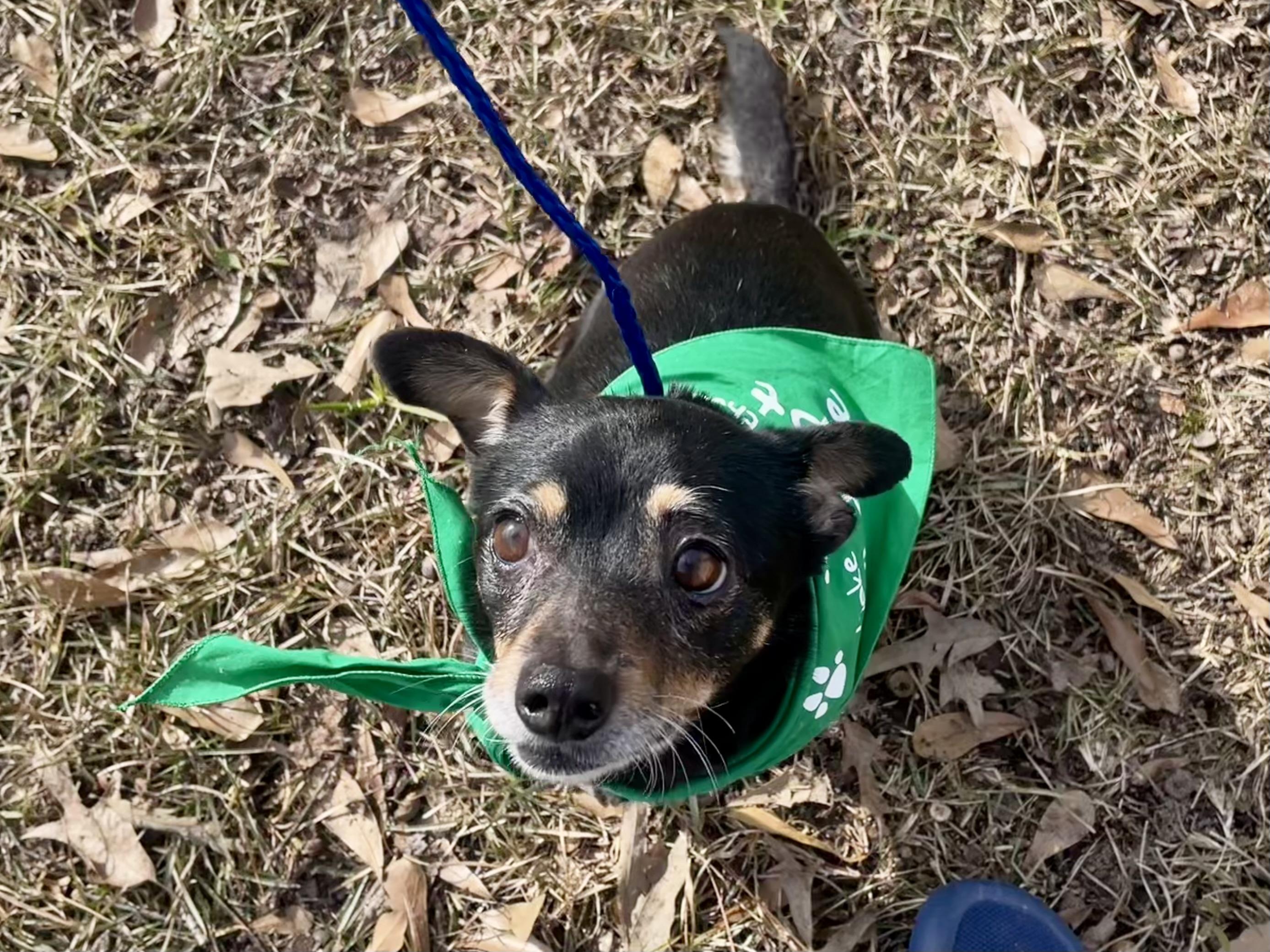 Florence in Texarkana TX, a Adoptable mixed breed in Texarkana, TX image 4/6