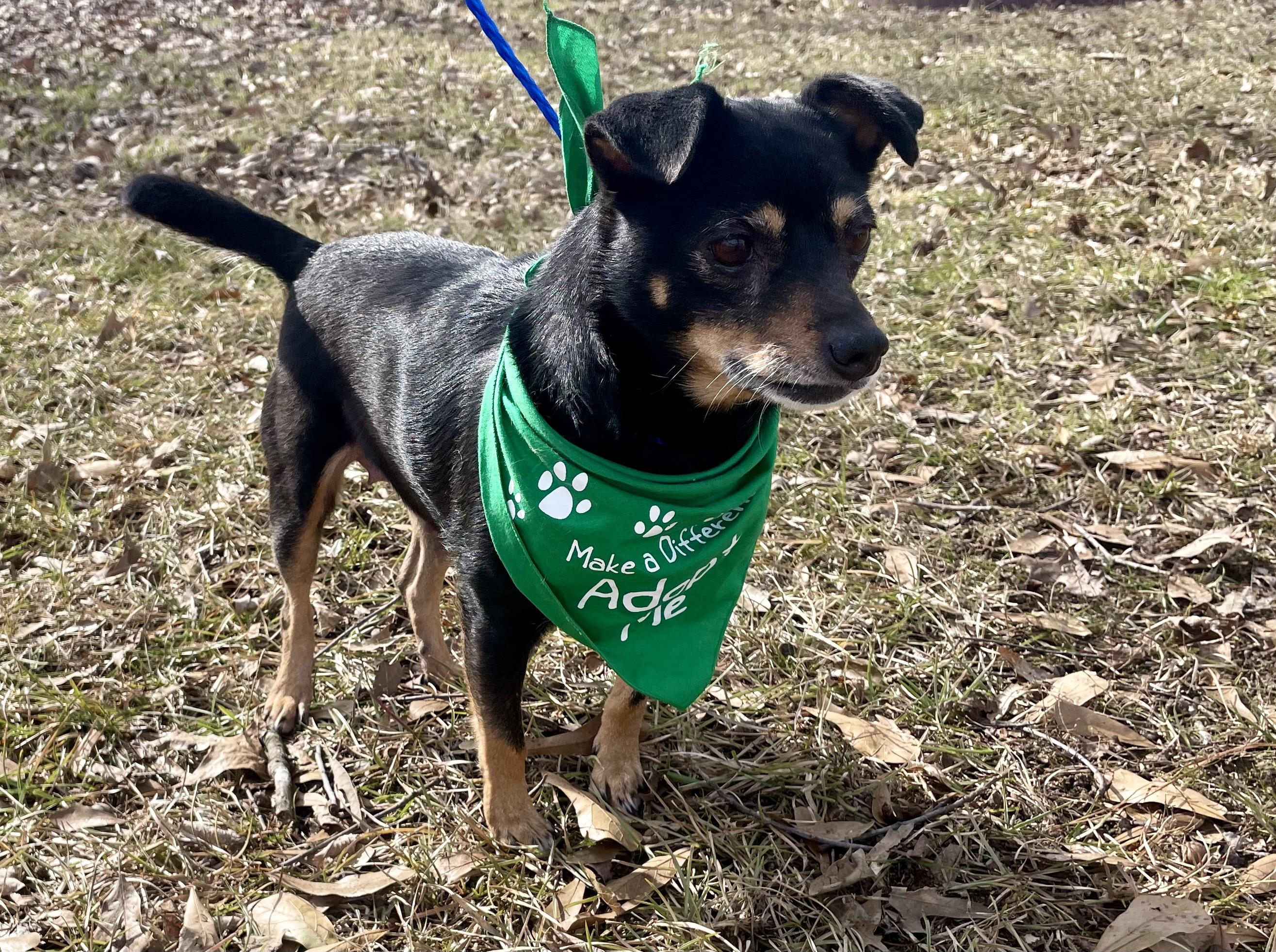 Florence in Texarkana TX, a Adoptable mixed breed in Texarkana, TX image 5/6