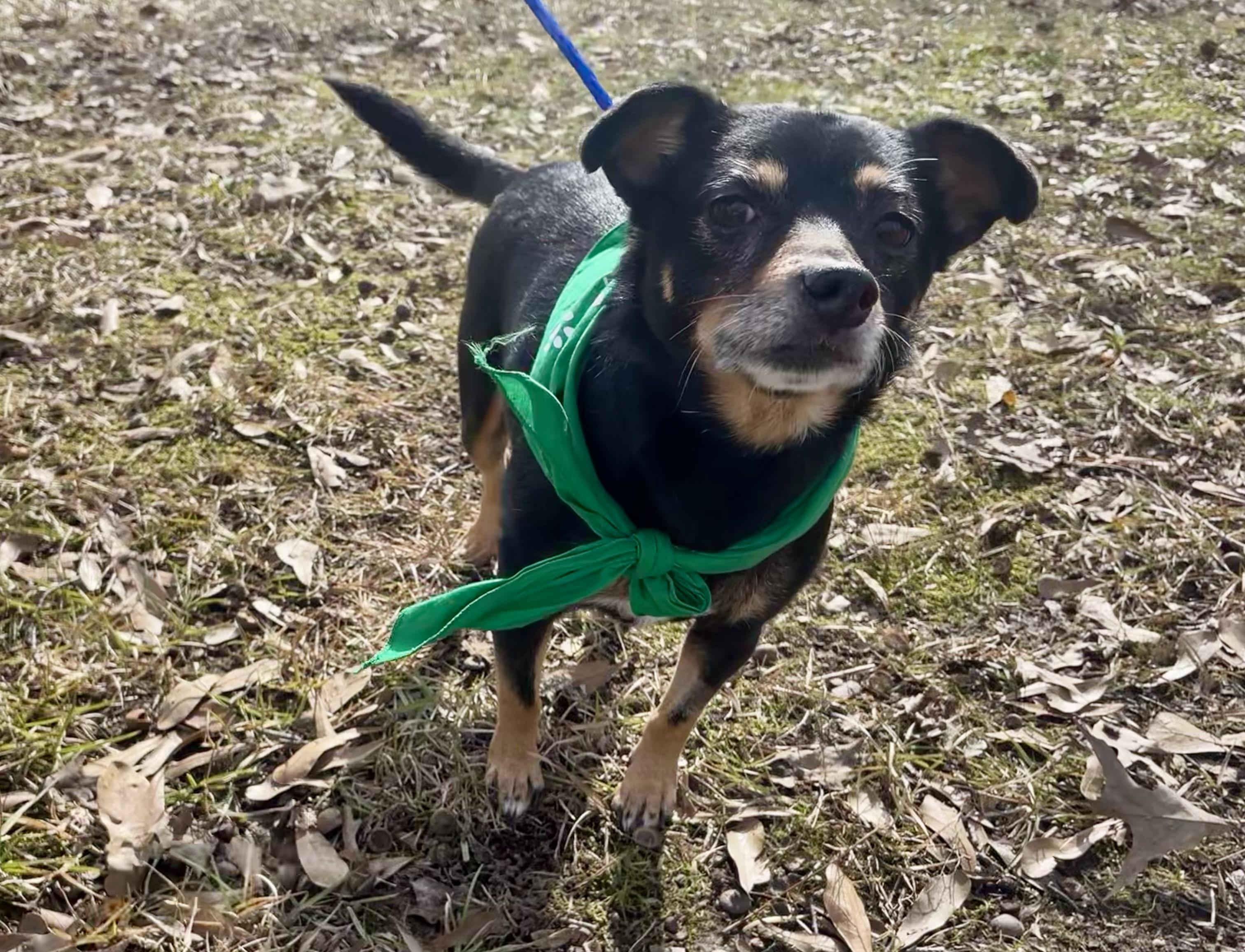Florence in Texarkana TX, a Adoptable mixed breed in Texarkana, TX image 6/6
