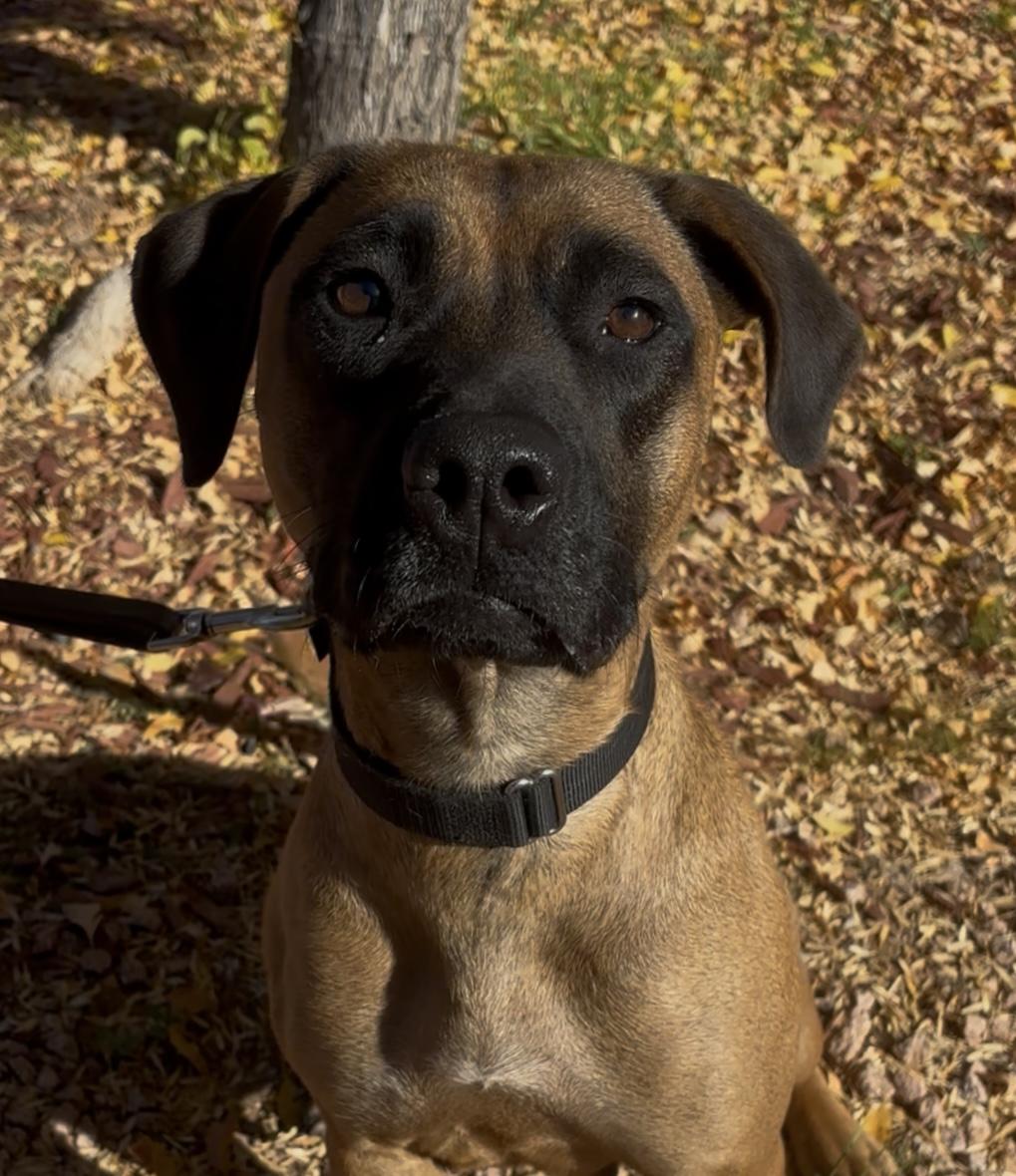Enlarge Matty, a ADOPTABLE mixed breed in Payson, AZ image 3/5