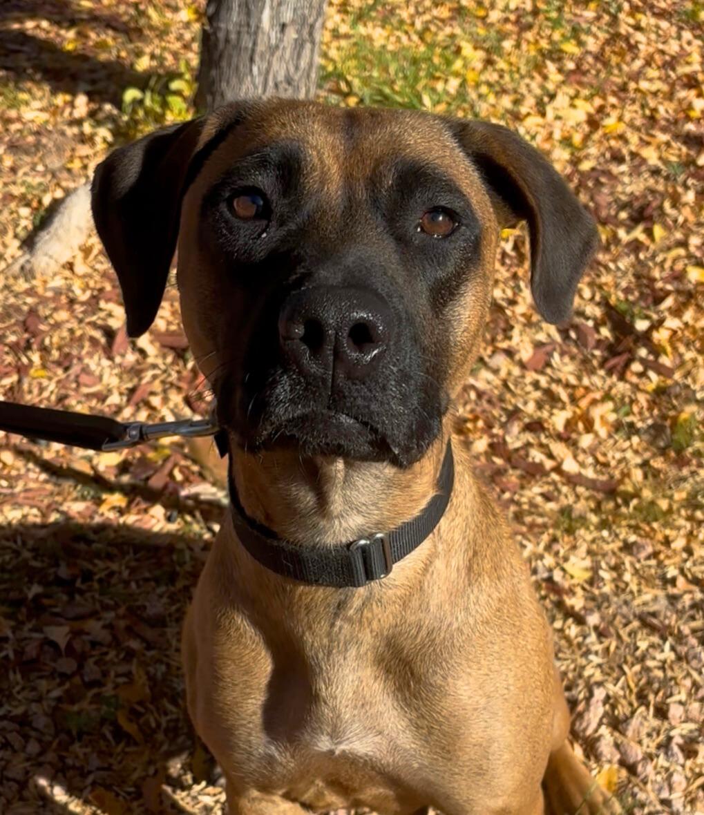 Enlarge Matty, a ADOPTABLE mixed breed in Payson, AZ image 2/5