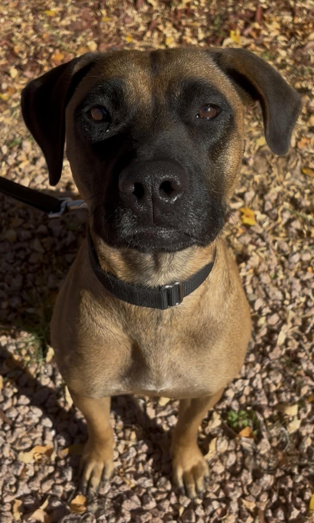 Enlarge Matty, a ADOPTABLE mixed breed in Payson, AZ image 4/5
