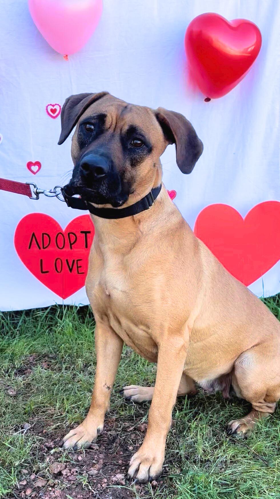 Matty, ADOPTABLE, Adult Female Rhodesian Ridgeback.