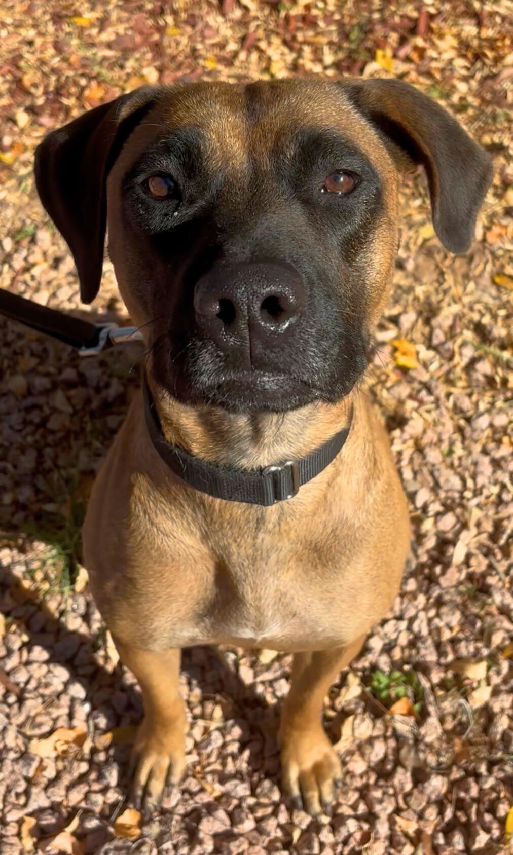 Enlarge Matty, a ADOPTABLE mixed breed in Payson, AZ image 5/5