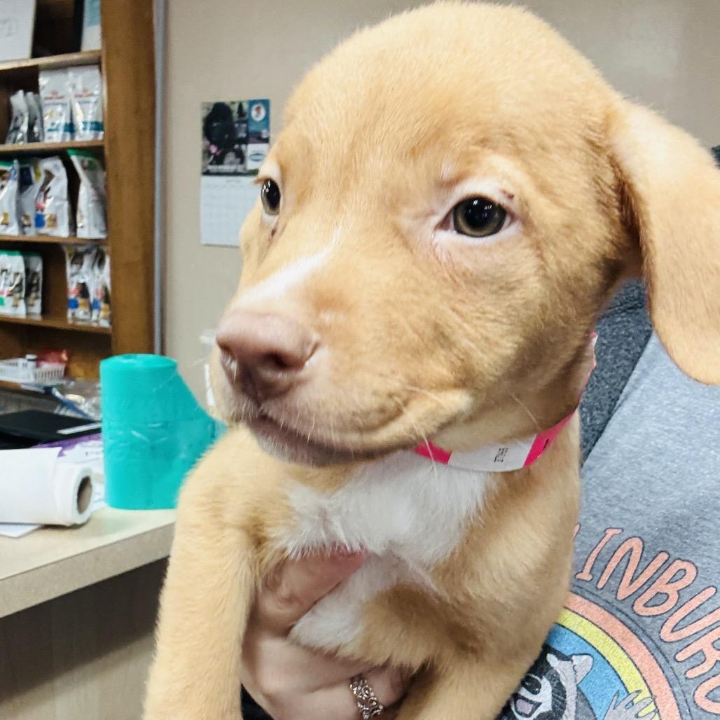 Leia, Adoptable, Puppy Female Hound & Black Mouth Cur.