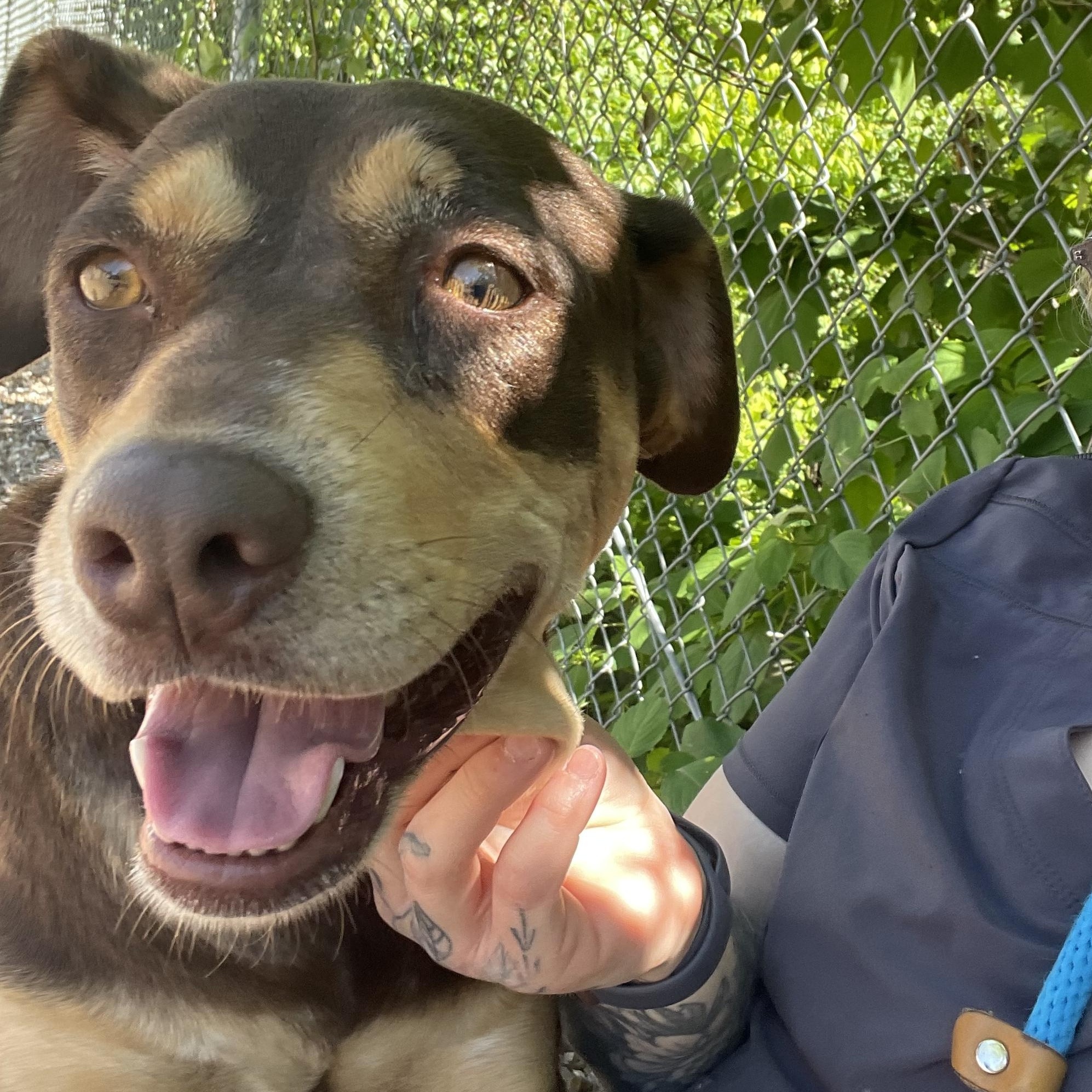 Jacey, Adult Female Beagle