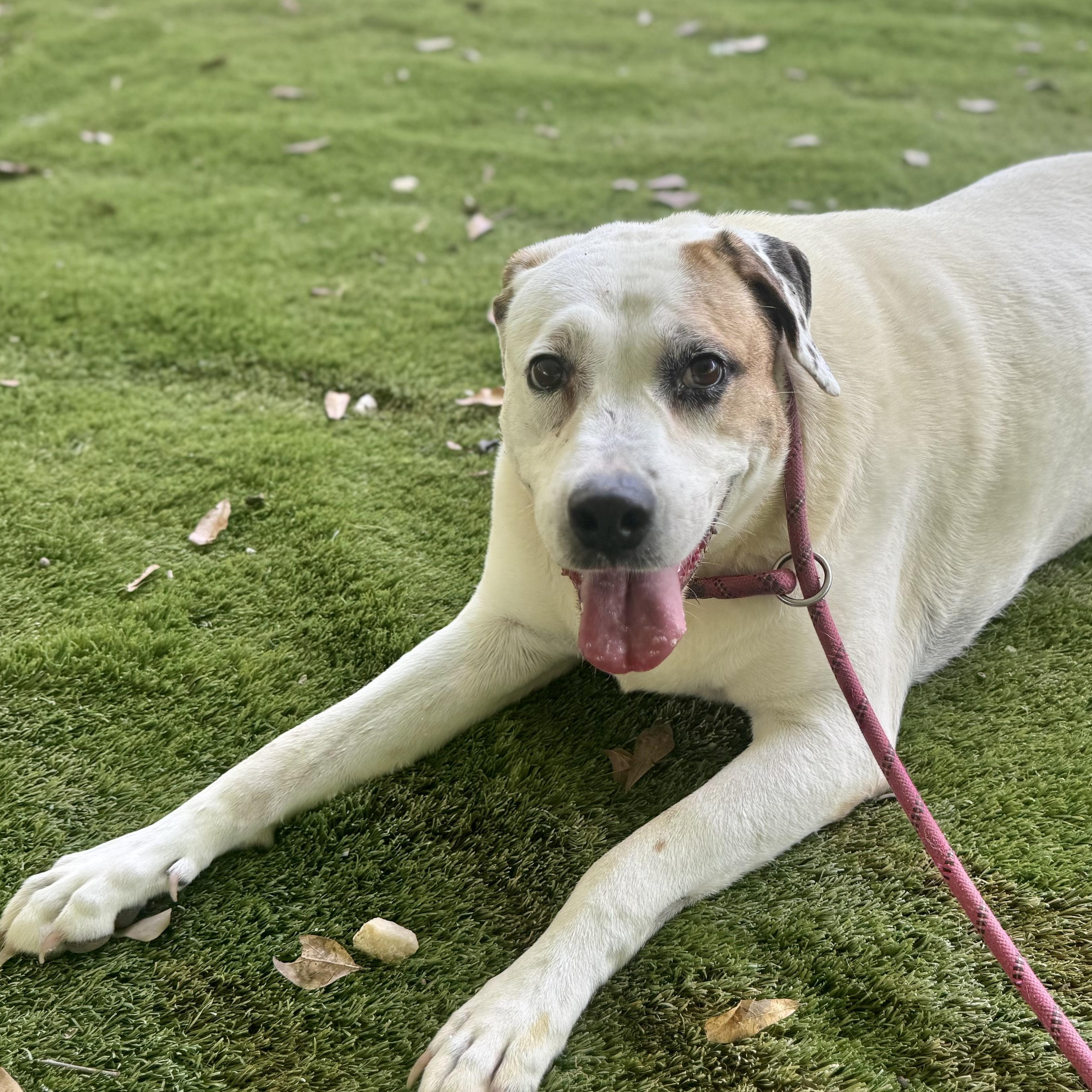 Enlarge Peaches, a Adoptable mixed breed in Cheektowaga, NY image 5/5