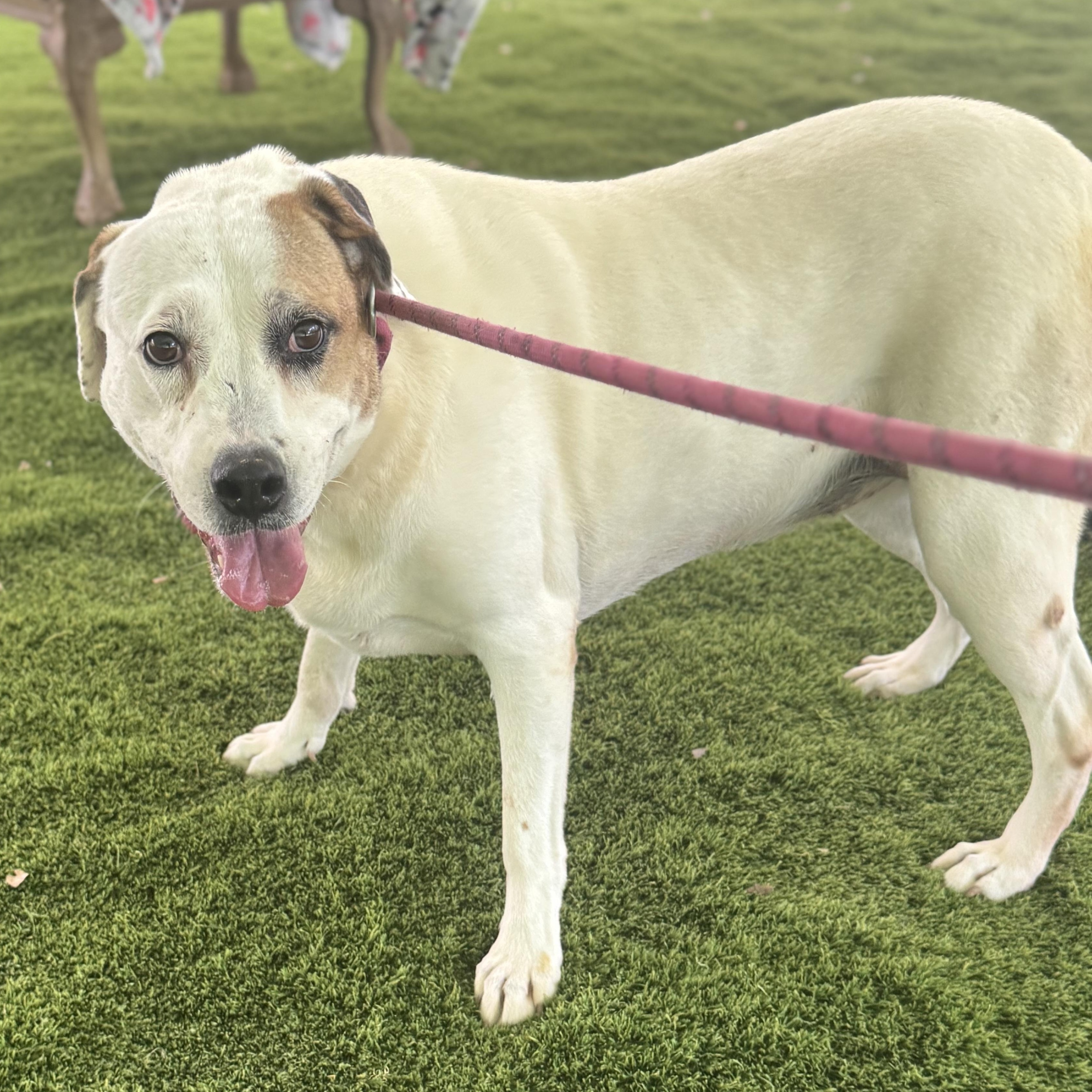 Enlarge Peaches, a Adoptable mixed breed in Cheektowaga, NY image 3/5