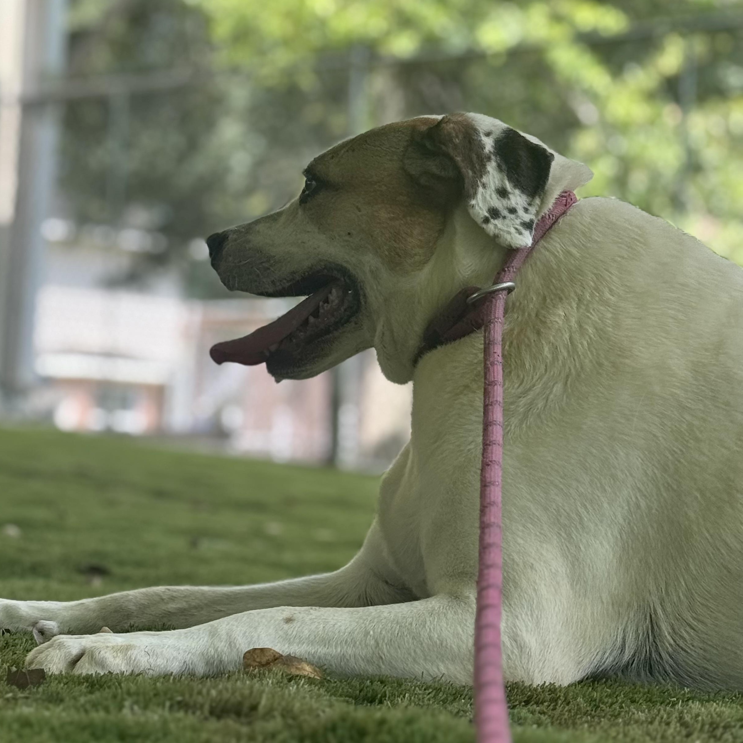 Enlarge Peaches, a Adoptable mixed breed in Cheektowaga, NY image 4/5