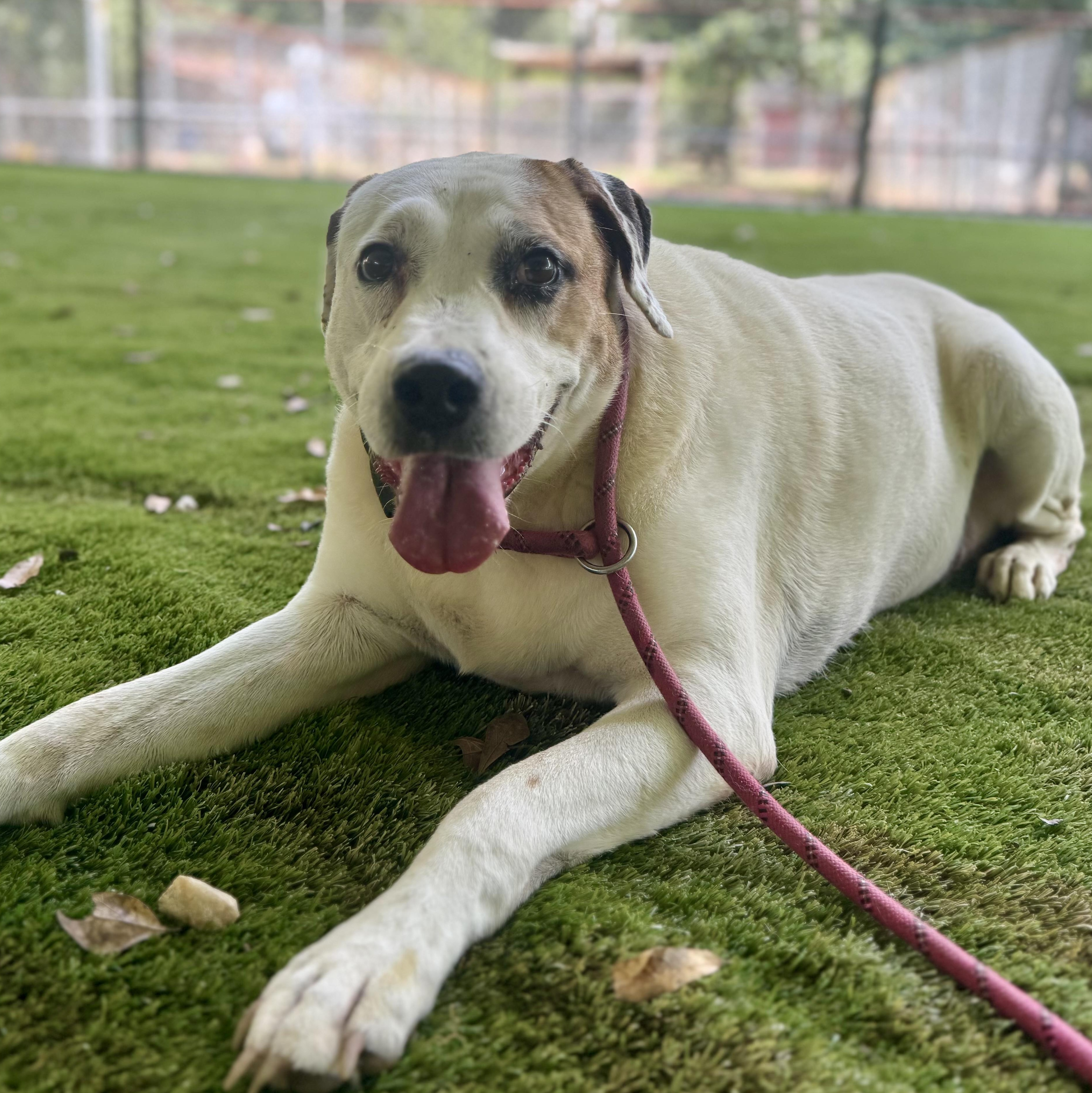 Enlarge Peaches, a Adoptable mixed breed in Cheektowaga, NY image 2/5