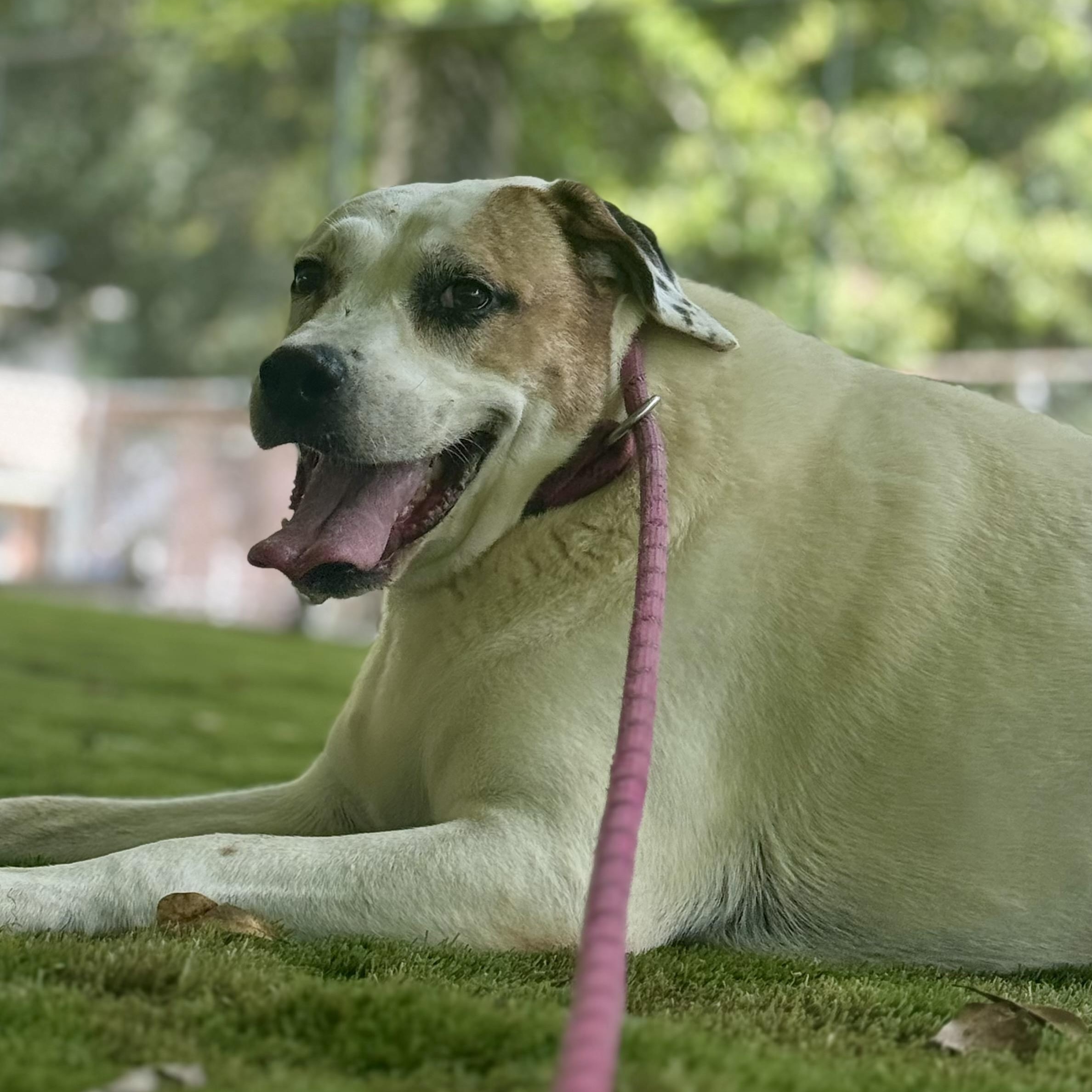 Peaches, Adoptable, Adult Female Labrador Retriever & Hound.