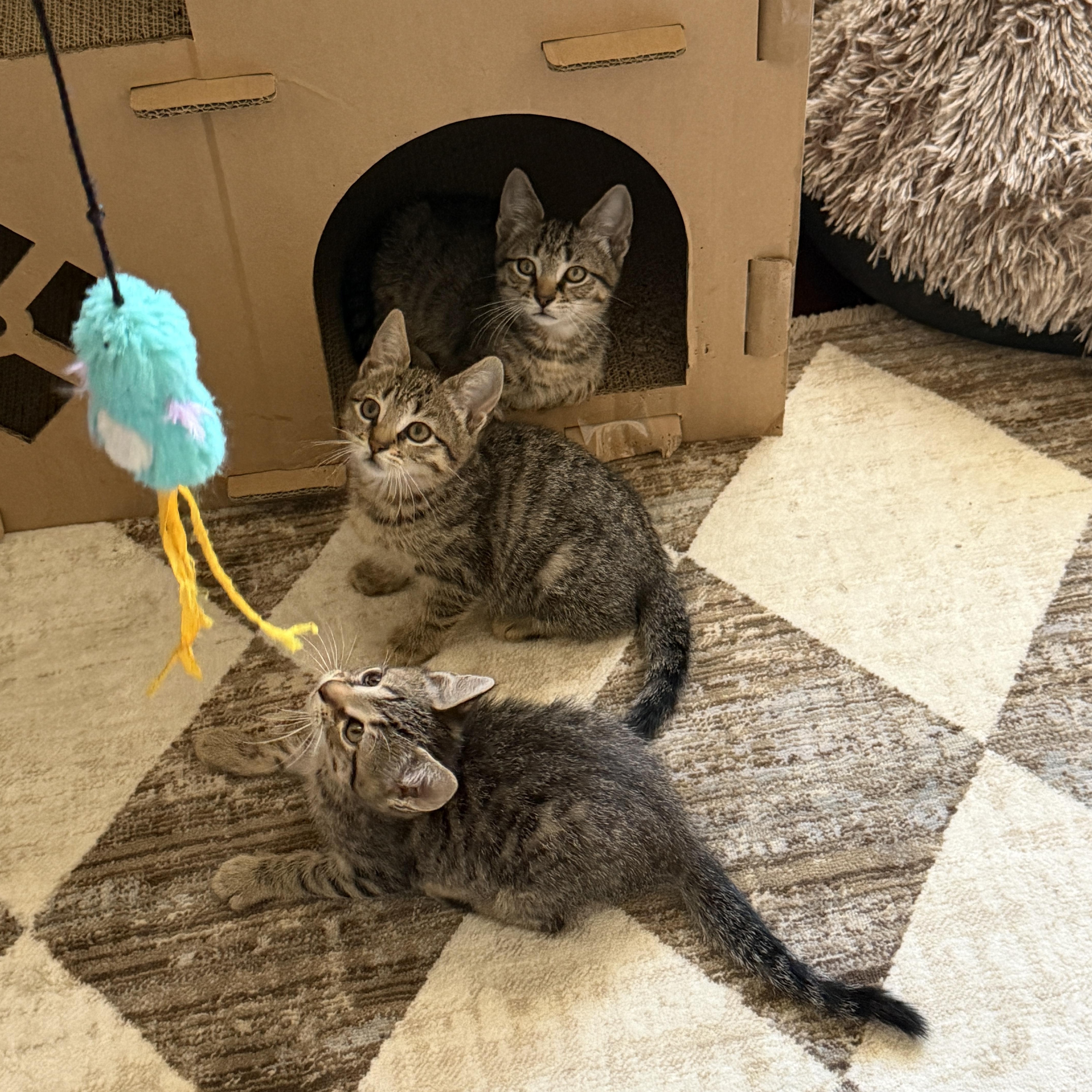 Kittens, Adoptable, Kitten Male Tabby.