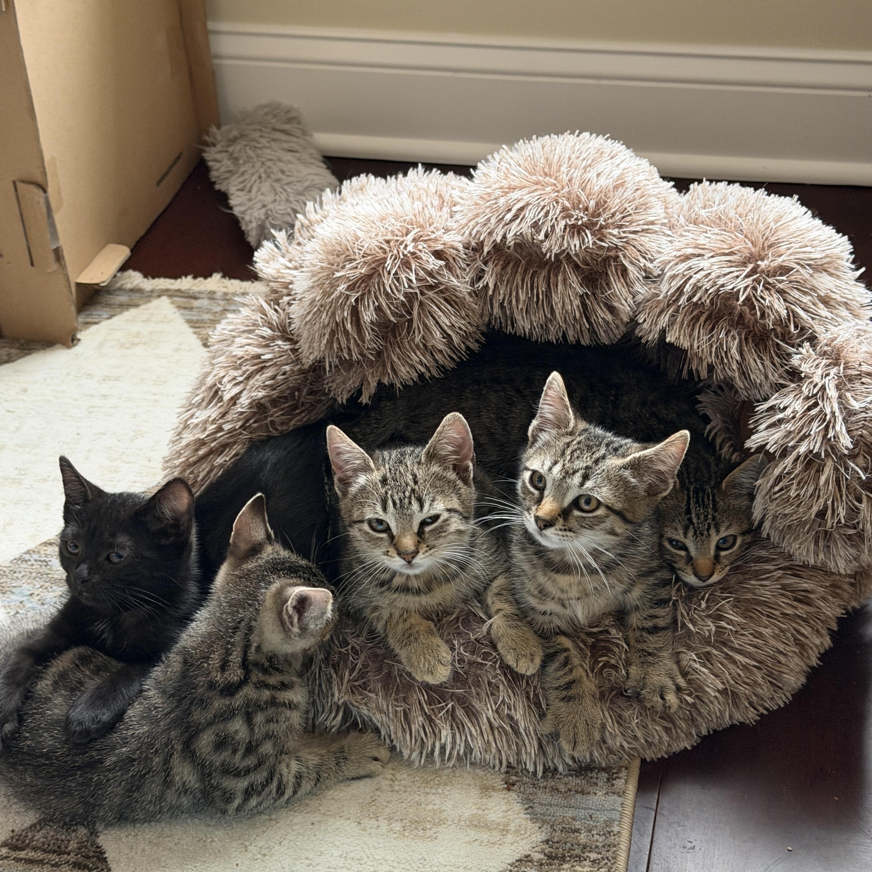 Enlarge Kittens, a Adoptable Tabby in Woodbridge, NJ image 2/6