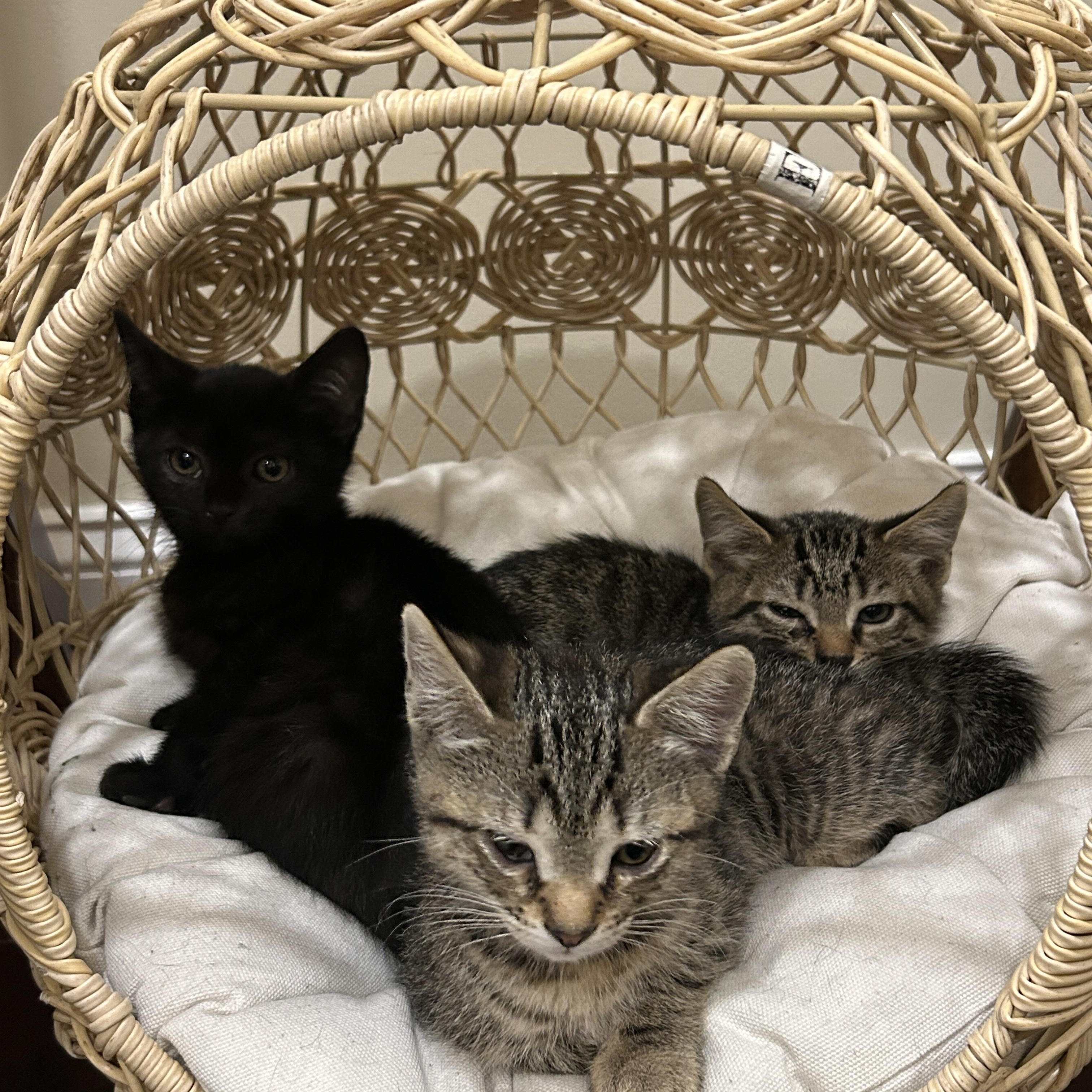 Enlarge Kittens, a Adoptable Tabby in Woodbridge, NJ image 3/6