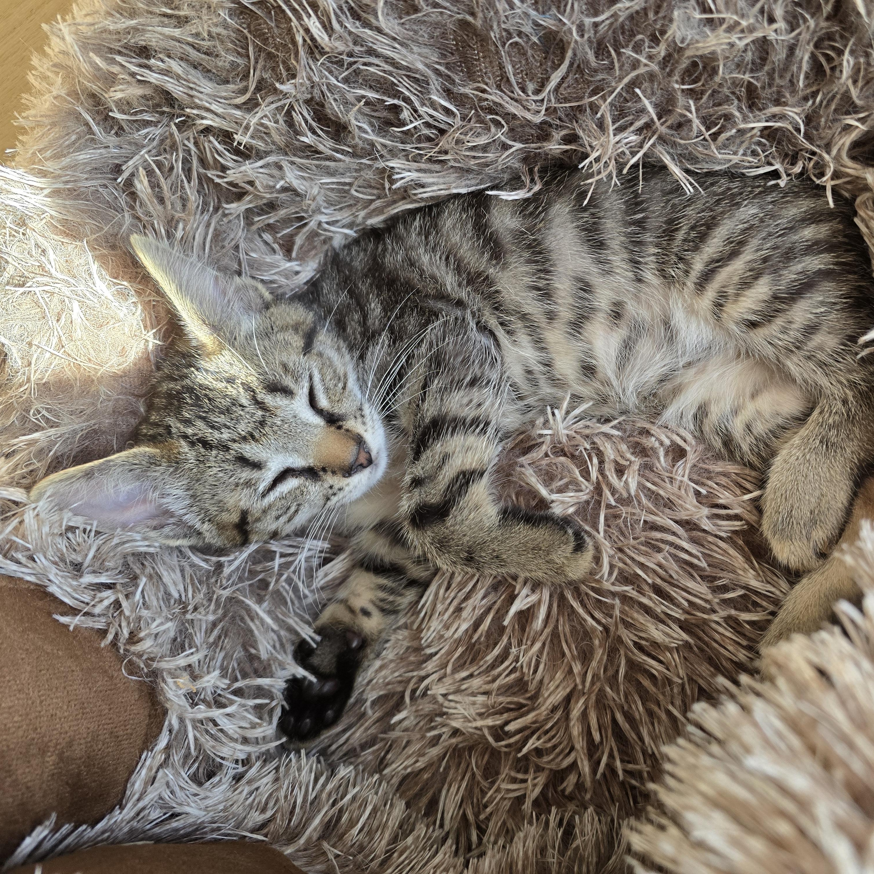 Enlarge Kittens, a Adoptable Tabby in Woodbridge, NJ image 4/6