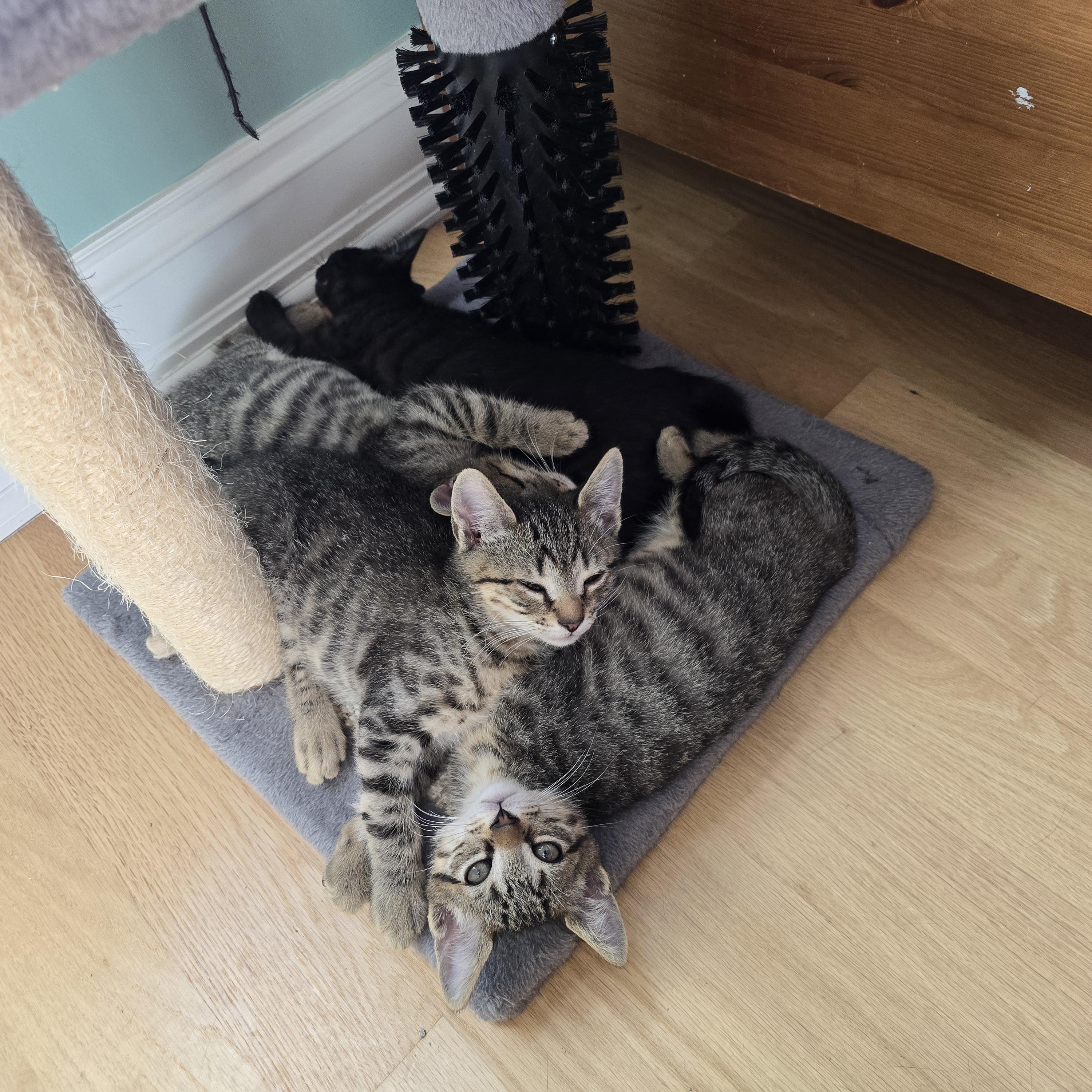 Enlarge Kittens, a Adoptable Tabby in Woodbridge, NJ image 5/6