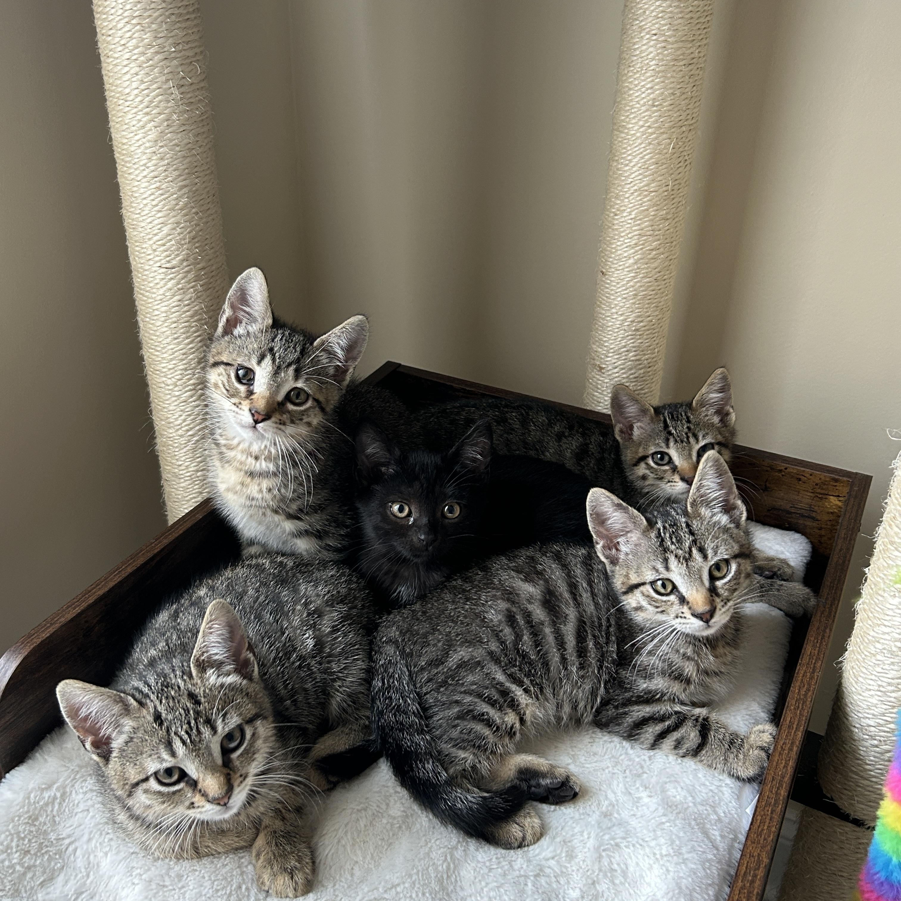 Enlarge Kittens, a Adoptable Tabby in Woodbridge, NJ image 6/6